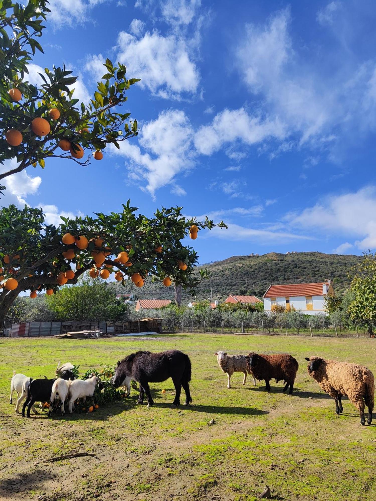 Quinta Da Ponte Das Hortas 2 Elvas Exteriör bild